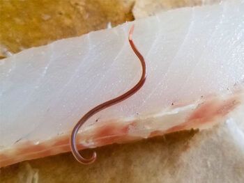 what do worms in tuna look like